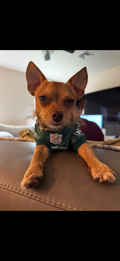 Ollie, a red sable Chihuahua, wearing a green football jersey indoors