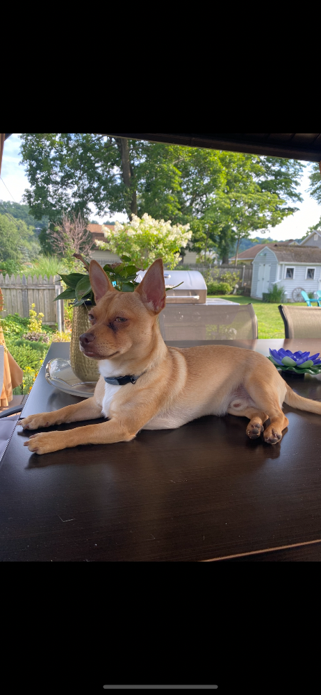 Duton, a tan Chihuahua, lying on an outdoor table