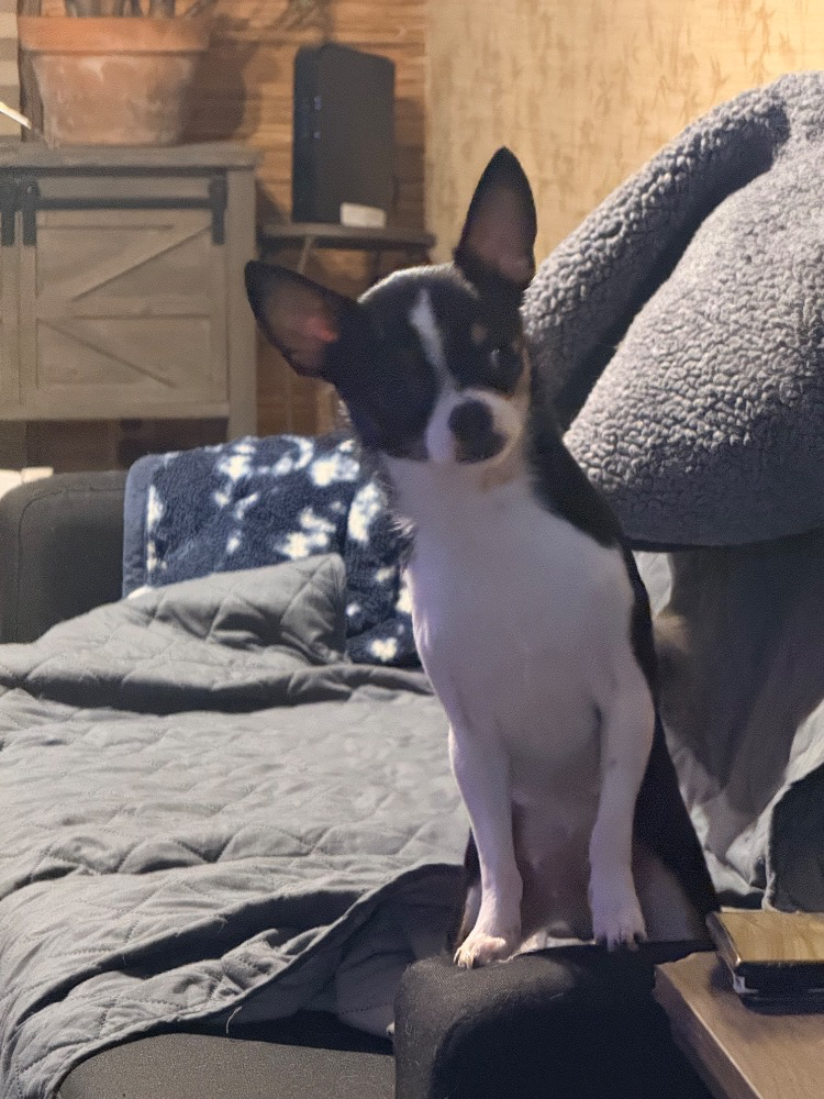 Rosie, a black tri Chihuahua, sitting indoors