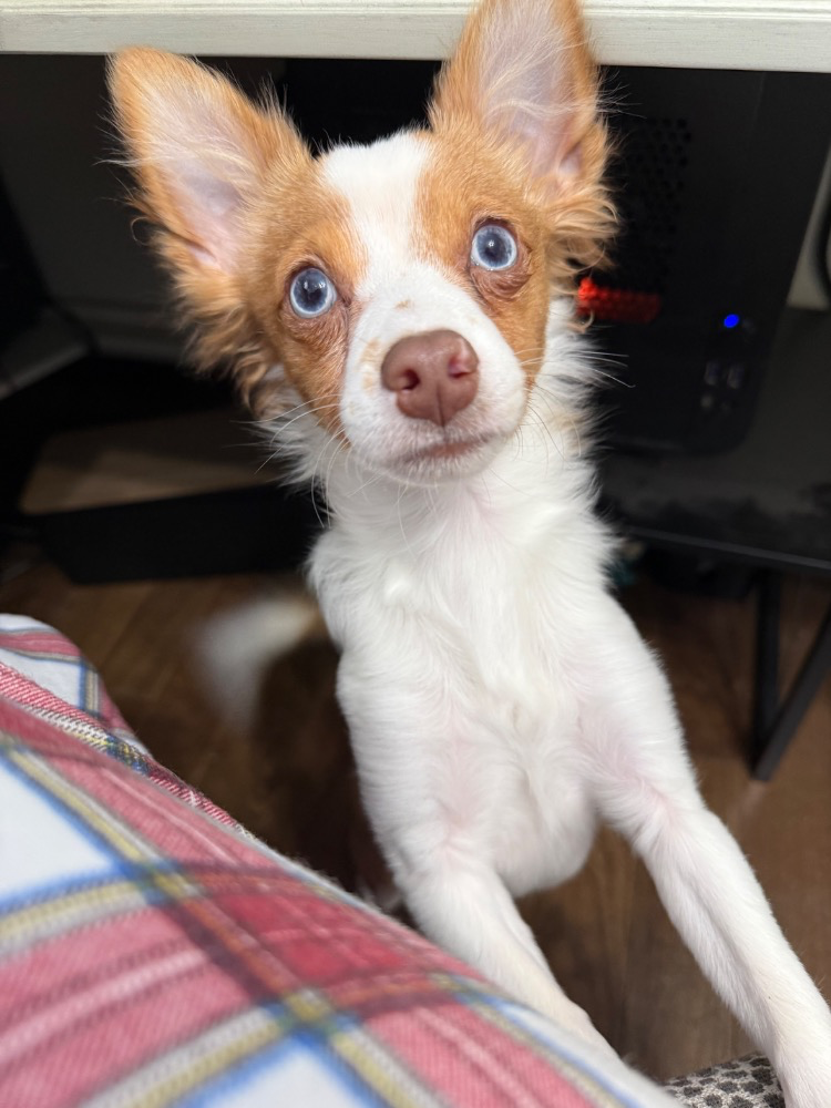 Frankie, a white and orange Chihuahua with blue eyes, sitting indoors