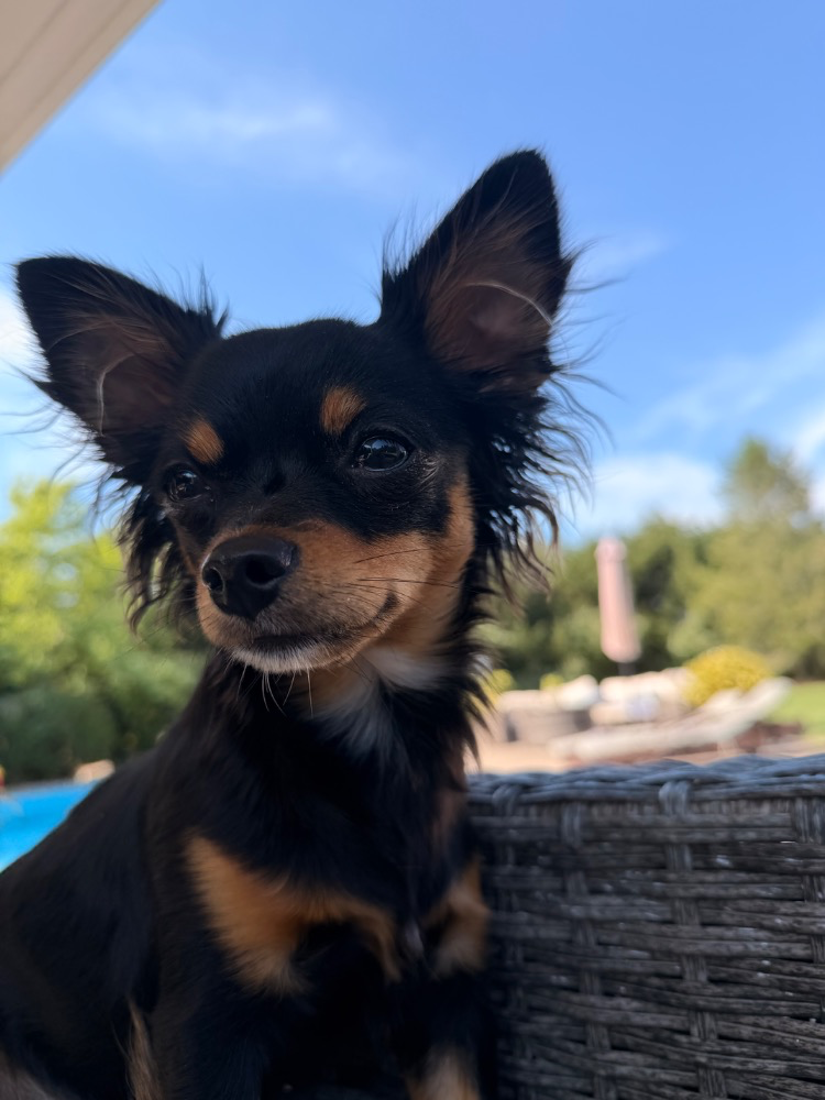 Lucy, a black Chihuahua with tan points, sitting outside