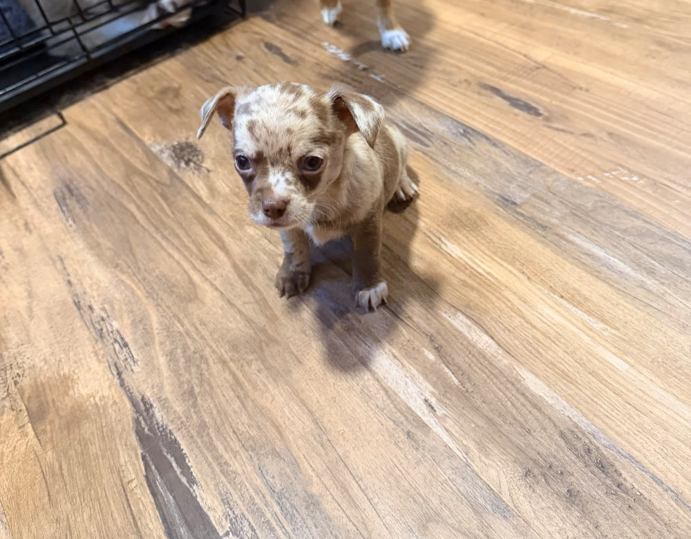 Mocha, a chocolate merle Chihuahua puppy, sitting on a wood floor