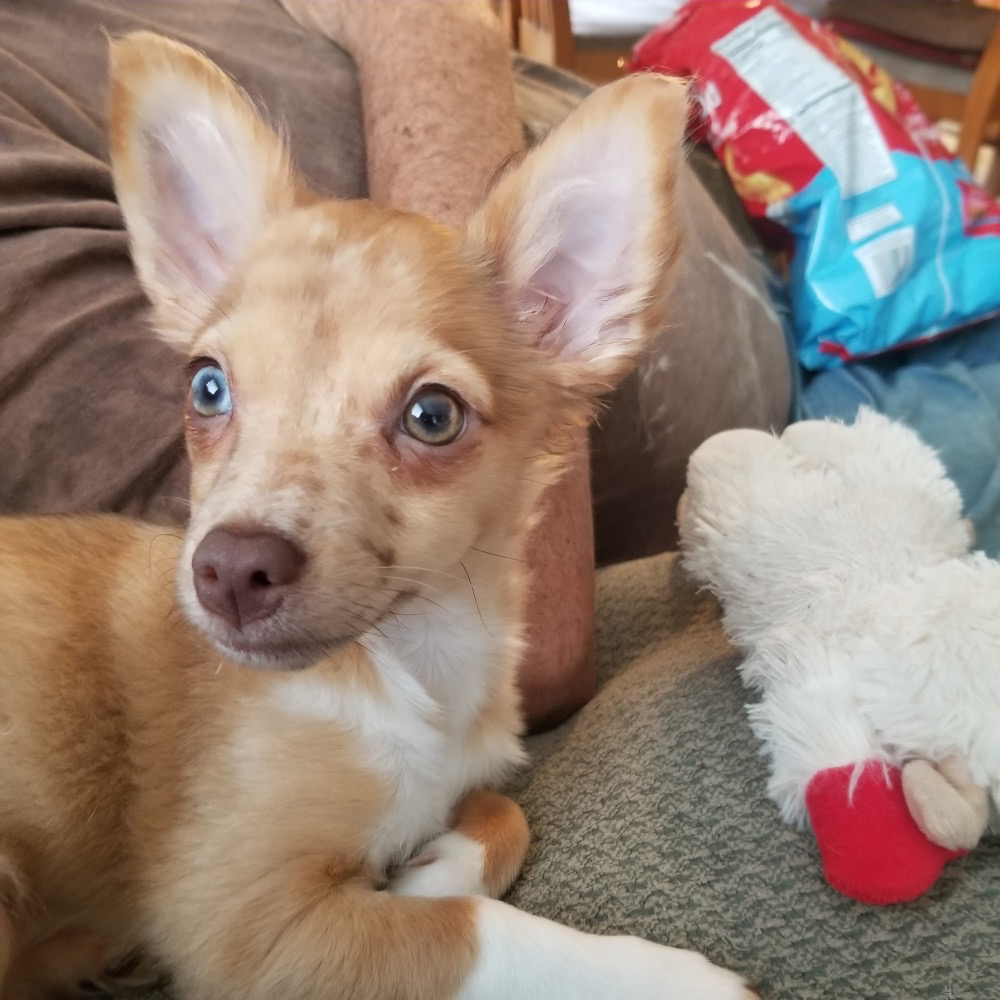Piccadilly, an orange tan long-coat Chihuahua, resting on a sofa