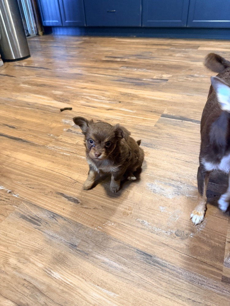 Dolly, a chocolate tri Chihuahua puppy, sitting on a wood floor