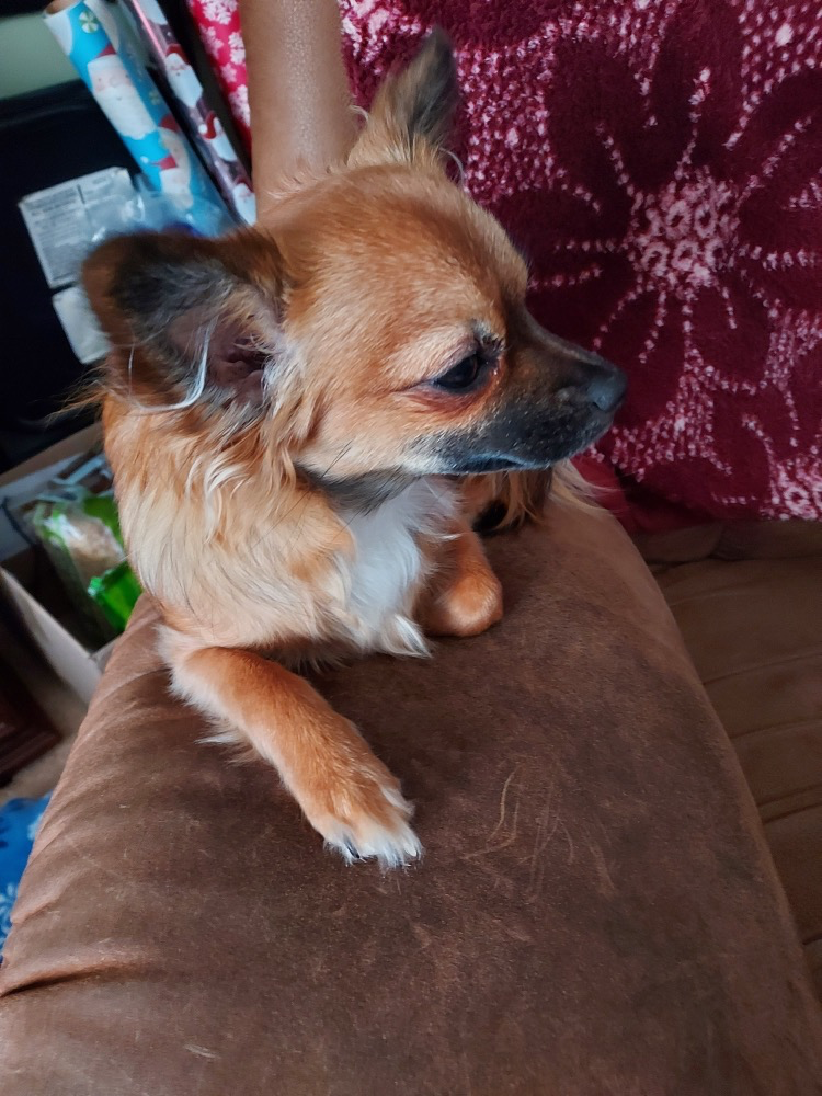 Freya, a sable Chihuahua, resting beside a plush toy