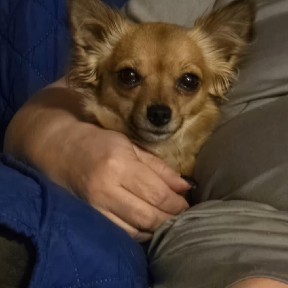 Beanie, a sable long-coat Chihuahua, resting in someone’s arms
